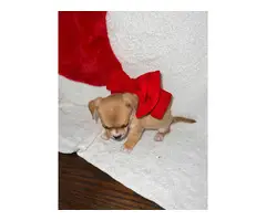 6 Teacup Chihuahua Puppies Available - 4