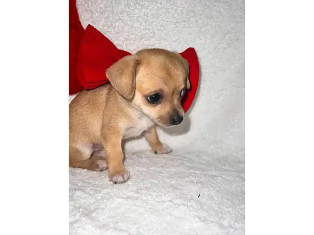 6 Teacup Chihuahua Puppies Available - 5/6