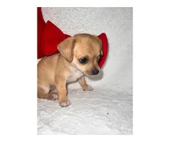 6 Teacup Chihuahua Puppies Available - 5