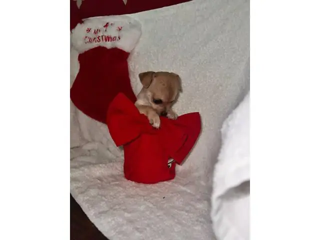 6 Teacup Chihuahua Puppies Available - 6/6