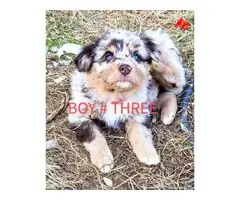 Purebred Standard Australian Shepherd Puppies for Sale