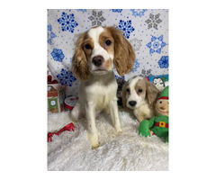 Fullblooded English cocker spaniel puppies for sale