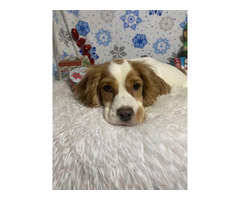 Fullblooded English cocker spaniel puppies for sale