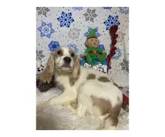 Fullblooded English cocker spaniel puppies for sale - 6