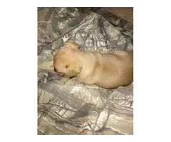 2 female Chug puppies for sale - 2