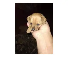 2 female Chug puppies for sale - 3