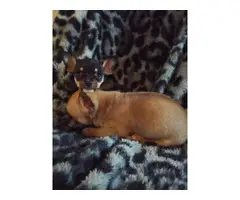 4 Chihuahua babies needing a new home
