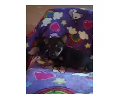 4 Chihuahua babies needing a new home