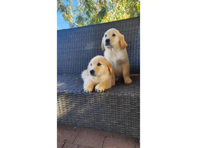 2 AKC Golden Retriever Puppies for sale - 2/6