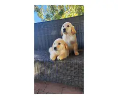 2 AKC Golden Retriever Puppies for sale - 2