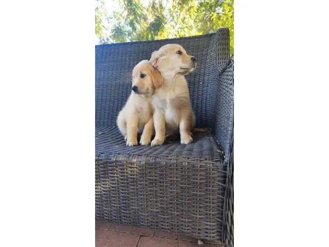 2 AKC Golden Retriever Puppies for sale - 3/6