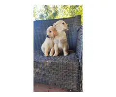 2 AKC Golden Retriever Puppies for sale - 3