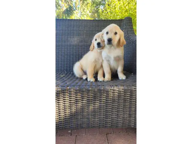 2 AKC Golden Retriever Puppies for sale - 4/6