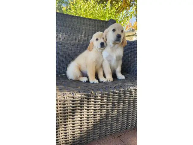 2 AKC Golden Retriever Puppies for sale - 5/6