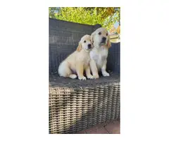 2 AKC Golden Retriever Puppies for sale - 5