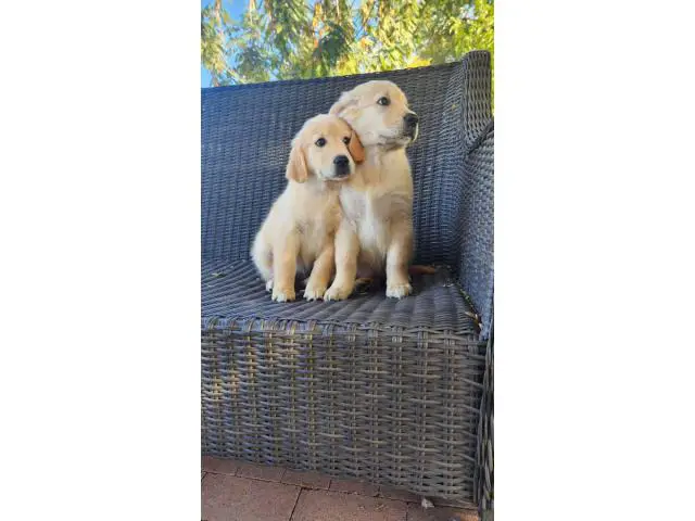 2 AKC Golden Retriever Puppies for sale - 6/6
