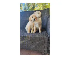 2 AKC Golden Retriever Puppies for sale - 6