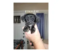 6 Beautiful Snorkie Pups available for adoption