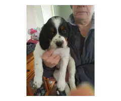 4 male Brittany puppies for sale - 6