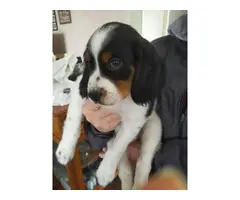 4 male Brittany puppies for sale - 7