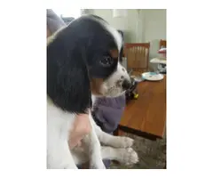 4 male Brittany puppies for sale - 8