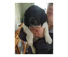 4 male Brittany puppies for sale - 12