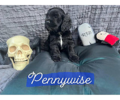5 gorgeous American Cocker Spaniel puppies for sale