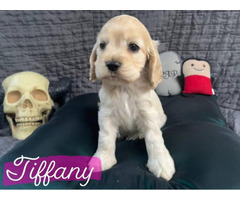 5 gorgeous American Cocker Spaniel puppies for sale