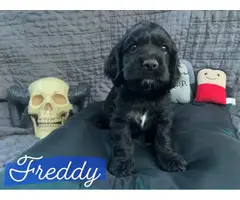 5 gorgeous American Cocker Spaniel puppies for sale - 5