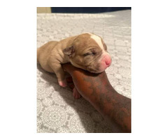 3 Stunning Pitbull puppies looking for a good home