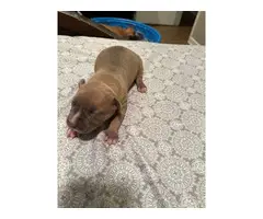 3 Stunning Pitbull puppies looking for a good home