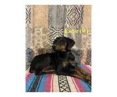 5 male and 2 female Doberman puppies - 2