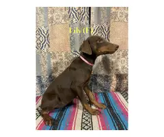 5 male and 2 female Doberman puppies - 4