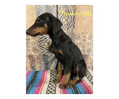 5 male and 2 female Doberman puppies - 7