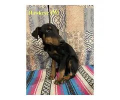 5 male and 2 female Doberman puppies - 8