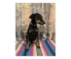 5 male and 2 female Doberman puppies