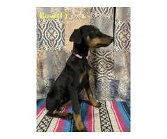 5 male and 2 female Doberman puppies - 10