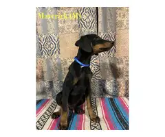 5 male and 2 female Doberman puppies - 12