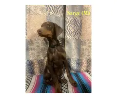 5 male and 2 female Doberman puppies - 14