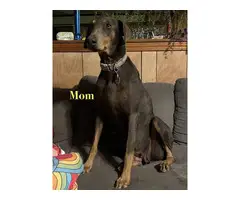 5 male and 2 female Doberman puppies - 15