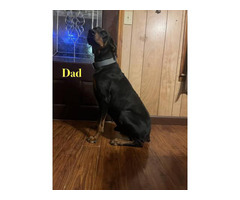 5 male and 2 female Doberman puppies