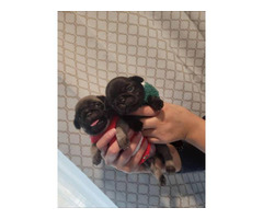 5 Gorgeous pug puppies for sale