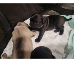 5 Gorgeous pug puppies for sale