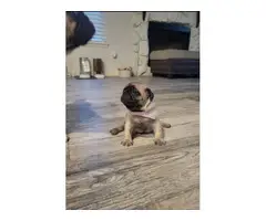5 Gorgeous pug puppies for sale - 3