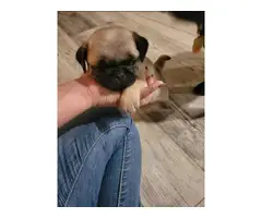 5 Gorgeous pug puppies for sale - 4