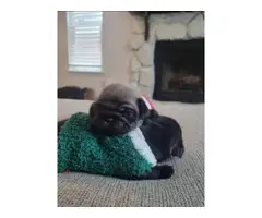 5 Gorgeous pug puppies for sale - 5