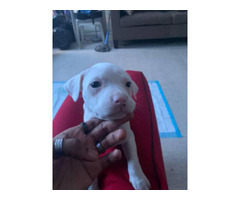 1 boy and 1 girl Rednose Pitbull Puppies for sale