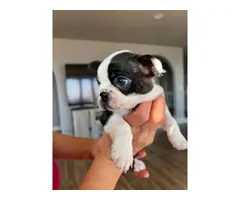 4 blue eyed Boston Terrier puppies for sale