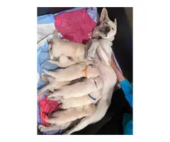 White German Shepherds for a good home