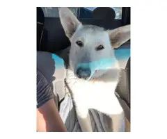 White German Shepherds for a good home